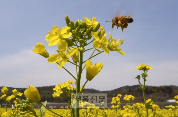 대구 북구 노곡동 하중도 유채꽃 단지에서 벌들이 분주히 움직이고 있다.  도준석 기자 pado@seoul.co.kr