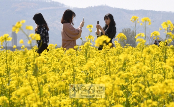 대구 북구 노곡동 하중도 유채꽃단지를 찾은 학생들이 즐거운 시간을 보내고 있다.  도준석 기자 pado@seoul.co.kr