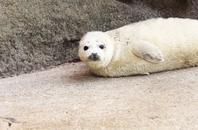 새끼 점박이 물범