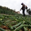 양파값 폭락에 수확 포기
