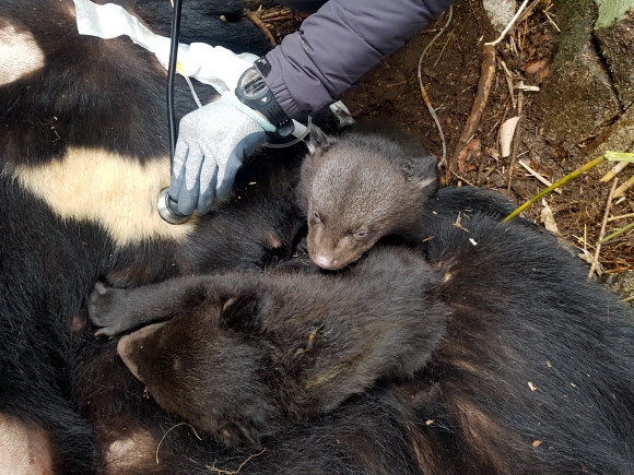 지리산 반달곰 60마리 육박… 새끼 11마리 출생 