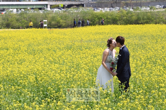 결혼 시즌을 맞아 대구 북구 노곡동 하중도 유채꽃단지에서 신혼부부가 웨딩 촬영을 하고 있다.