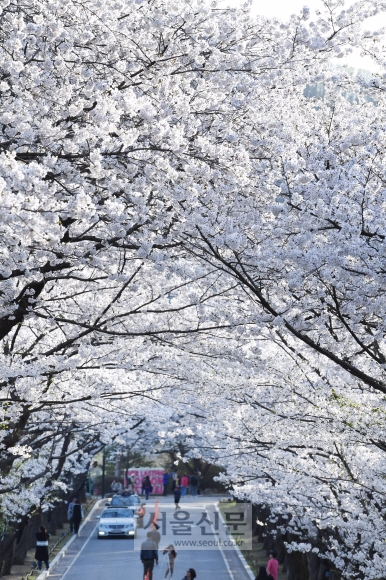 경기 용인시 처인구 호암미술관 앞길에 벚꽃이 만개해 있다.