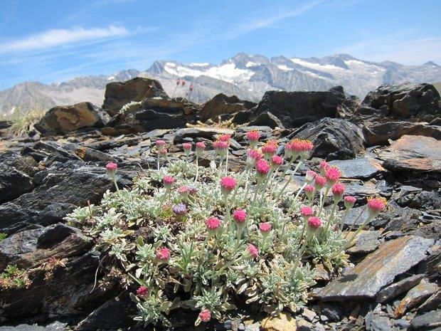프랑스와 스페인 국경을 지나는 피레네 산맥에서 가장 높은 아네토산 정상에 피어 있는 세네시오 보이시에리 꽃. 지구온난화로 인해 최근 고산지대의 생물 다양성이 풍부해지고 있다는 연구 결과가 나왔다. 스페인 피레네생태학연구소 제공