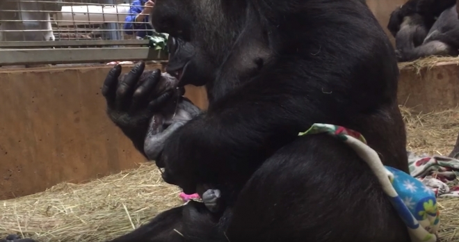 고릴라가 스스로 뱃속의 아이를 꺼내 출산하는 감동적인 모습(유튜브 영상 캡처)