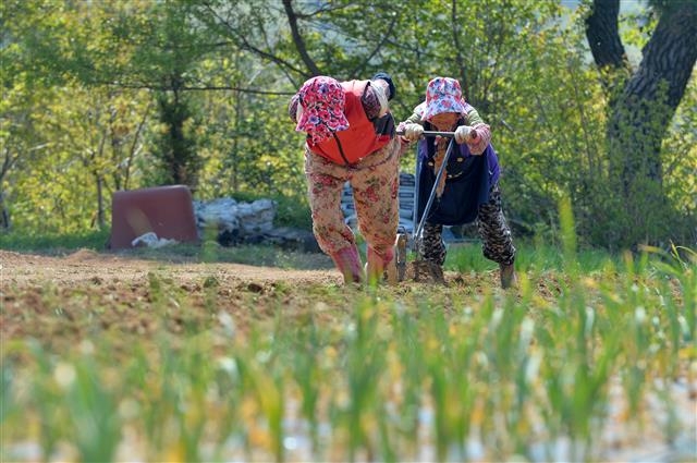 “봄 기운이 좋아서”… 밭 가는 노인들
