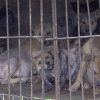 “죽을 날만 기다려요” 김효진이 본 개 농장의 진실
