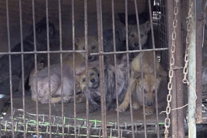 “죽을 날만 기다려요” 김효진이 본 개 농장의 진실