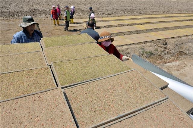 황금들판 꿈꾸며… 모판 옮기기