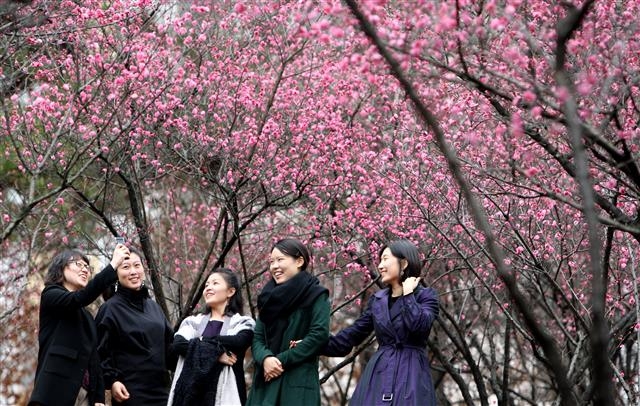 ‘광주 3대’ 근린공원으로 꼽히는 중외공원에 활짝 펴 있는 홍매화를 즐기는 시민들. 광주 연합뉴스