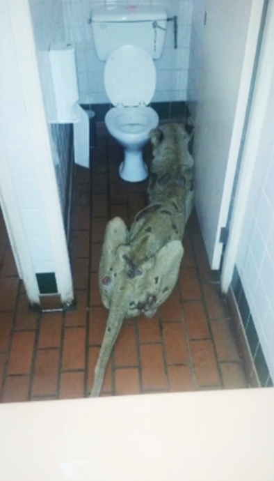 부끄럽게 죽지 않으려고 화장실에 들어가 숨어 있는 아픈 사자 모습(사진출처:newsflare)