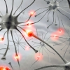 학습·기억· 인지기능 ‘고삐’ 잡는 신경회로 유전자 발견