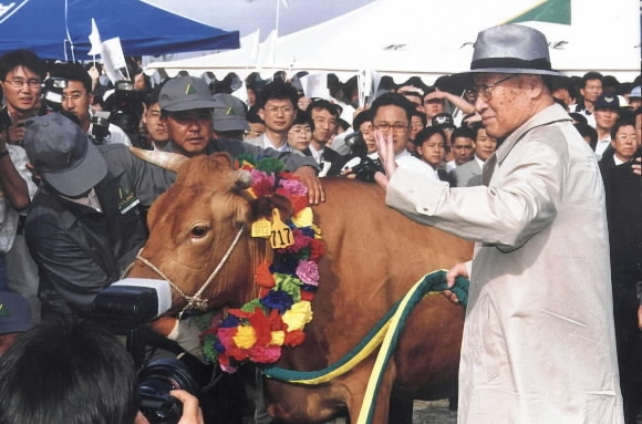 1998년 6월 소떼를 몰고 북한을 방문하기 위해 임진각에 도착한 정주영명예회장.서울신문 DB