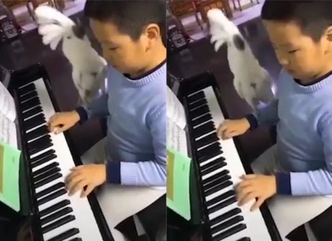 피아노 선율에 맞춰 고개를 좌우로 흔드는, ‘필’ 제대로 받은 앵무새 모습(유튜브 영상 캡처)
