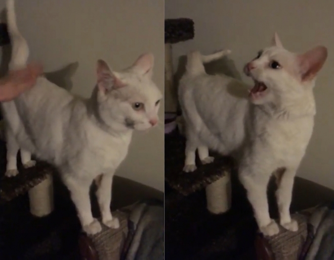엉덩이만 톡톡 쳐주면 짜증을 멈추는 고양이 모습(유튜브 영상 캡처)