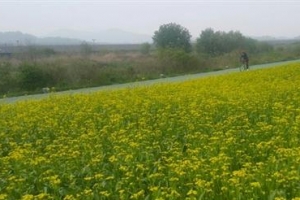 성남, 탄천 생태원 유채꽃 절정