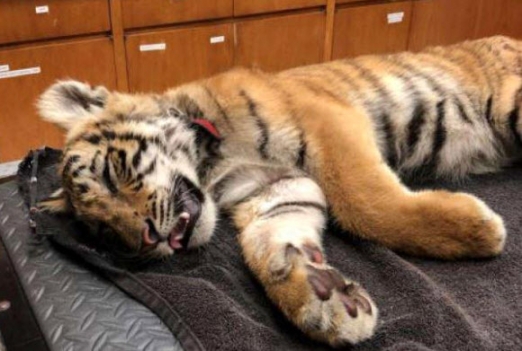 [포토] 버려진 가방에서 발견된 호랑이 새끼