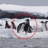 ‘내 땅이야~!’ 동료 밀치는 얼음 위 펭귄