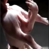 뒷다리가 4개, ‘스파이더 피그’ 화제