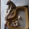 23개 알 낳은 모습의 코브라 본 적 있나요?
