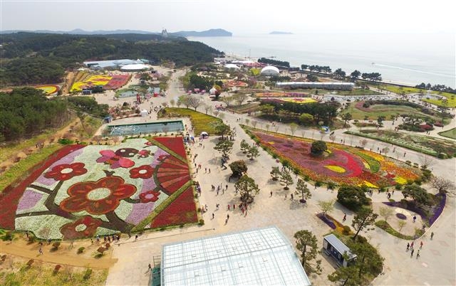 충남도 6차산업 인증 기업 네이처가 오는 13일까지 여는 튤립축제장 모습. 이곳은 도가 안면도꽃박람회를 개최했던 꽃지해수욕장변 부지로 네이처가 인증 사업자로 선정되자 임대 지원했다. 충남도 제공