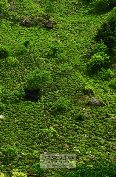 화개면 모암마을 주변 산자락에 넓게 펼쳐져 있는 야생 차밭.