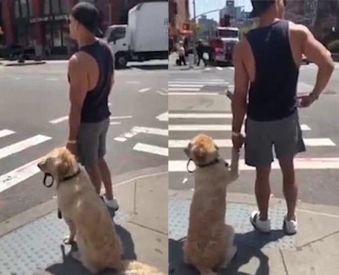 횡단보도를 건너기 위해 반려견 ‘발’을 잡고 서 있는 가슴 따뜻한 남성 모습(유튜브 영상 캡처)