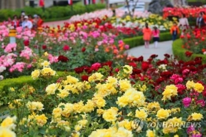 삼척 ‘장미축제’ 아직도 안 가보셨어요?