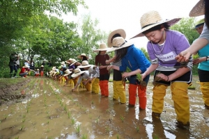 모심기 체험 나선 송파 꼬마 농부들
