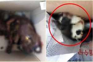 애견 카페서 강아지 사체 3구 발견…경찰, 학대 여부 수사