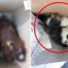 애견카페 개 사체 3구 발견…밥 제때 못 먹어 굶어죽은 듯