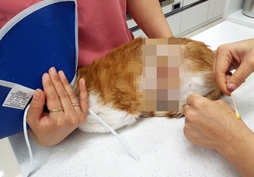 동물병원에서 치료받는 길고양이