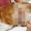 염산 테러 피해추정 길고양이 2마리 발견…“100바늘 꿰매”