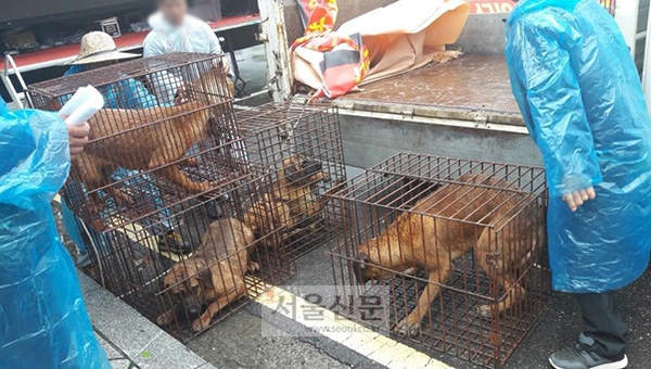 케어는 지난 16일 오후 한국육견단체협의회가 서울 여의도에서 ‘생존권 보장 촉구’ 집회를 열면서  여섯 마리의 개를 인질처럼 동원했다고 주장했다. (사진제공=케어)