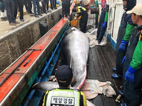 ‘바다의 로또’ 대형 밍크고래 군산서 잡혀…5천만원에 거래