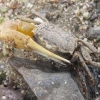율촌산단 인근 멸종위기종 ‘흰발농게’ 서식