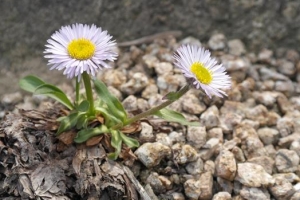 DMZ로 북한 식물 보러오세요