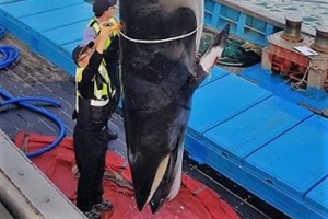 여수 해상서 잡힌 밍크고래