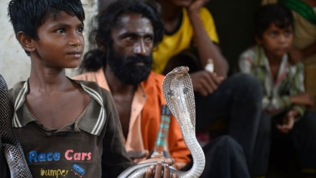 가장 많은 뱀 희생자가 나오는 인도 우타르 프라데슈주의 한 마을에서 코브라 공연이 펼쳐지고 있다. AFP 자료사진