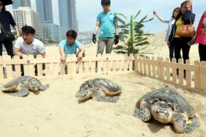 일광욕 즐기는 매부리바다거북