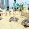 일광욕 즐기는 매부리바다거북