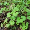 흔한 잡초 ‘긴병꽃풀’로 모기물림 치료제 개발