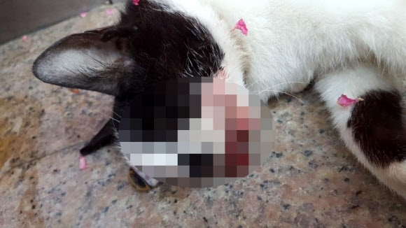 “눈 훼손된 길고양이 사체 발견” 경찰수사 의뢰