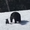 스키 타던 중 흑곰 마주친 남성의 ‘아찔한 순간’