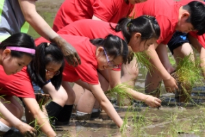 [포토인사이트] ‘초딩들의 전통 모내기 체험!’