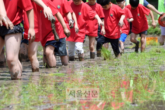 [포토인사이트] 초딩들의 즐거운 모내기 체험~