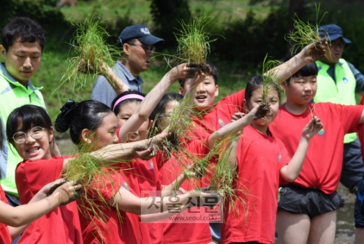 [서울포토] ‘누가누가 잘 심나~’…즐거운 모내기 체험