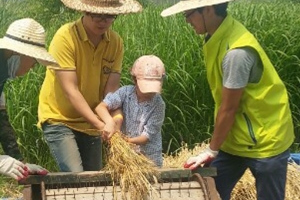 “우리 밀 수확하러 오세요”...성남 탄천 밀밭서 체험 행사