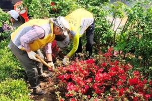 꽃길 관리자가 된 청파 주민들