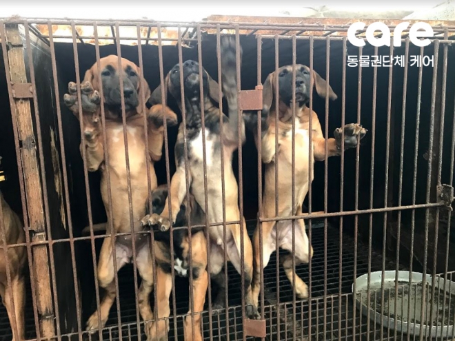 지난 30일 오전 동물권단체 케어가 경찰과 함께 찾아간 인천 강화군의 투견장에서 발견된 개들. [사진=케어 제공]